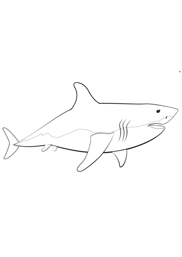 46 Great White Shark Coloring Page | Nieyaspejals