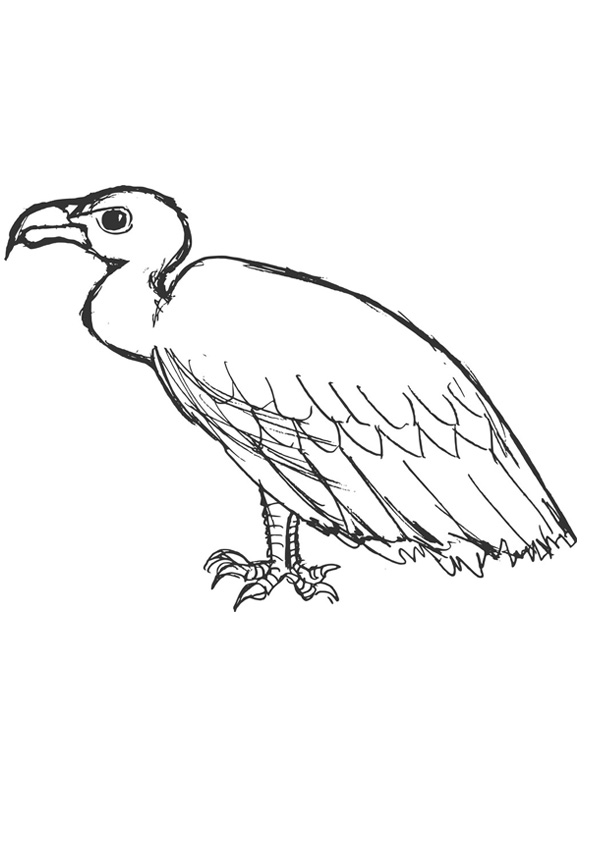 How to Draw a Vulture step by step  Easy Animals 2 Draw