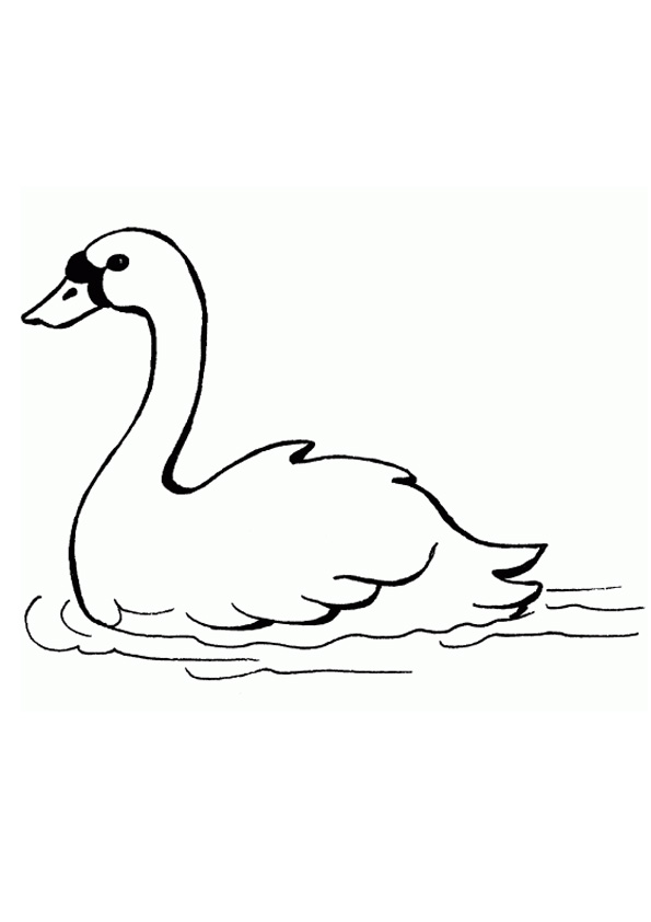 Coloring Pages | Swan in Water Coloring Pages For Kids