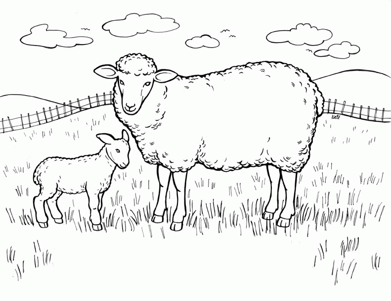 Farm Sheep Coloring Pages coloring page