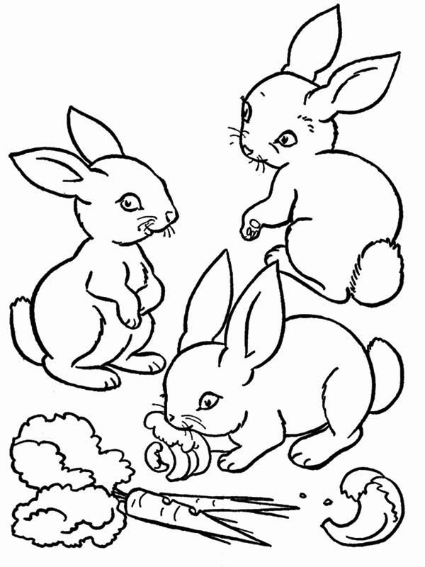 Coloring Pages | Rabbits Eating Carrots Coloring Page