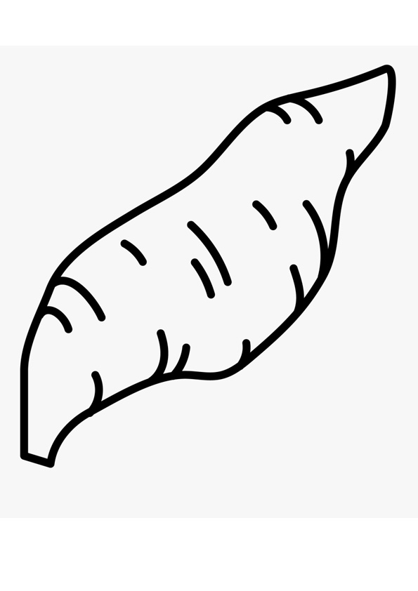 Coloring Pages Download Free Printable Sweet Potato Coloring Page