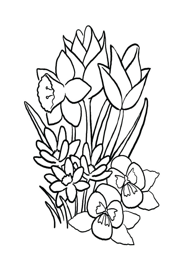 Coloring Pages | Jasmine Flower Coloring Pages for Kids