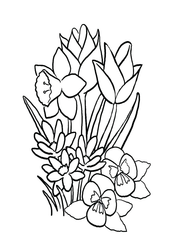 Printable Jasmine Flower Coloring Pages - Free Printable Coloring Pages