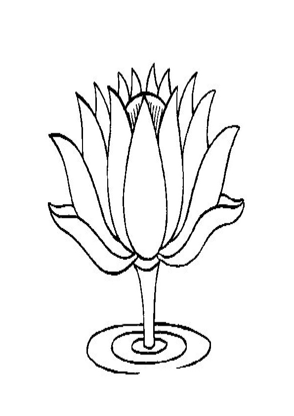 Lotus flower, large bud drawn with a line. Isolate of an open water lily.  Doodle drawing of lotus for invitations, stamps or stationery Stock Vector  | Adobe Stock