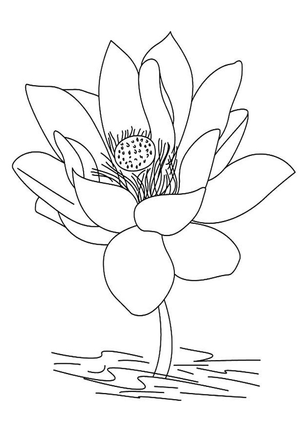 Lotus Flower Coloring Page / Lotus Flower Coloring Pages Ultra Coloring