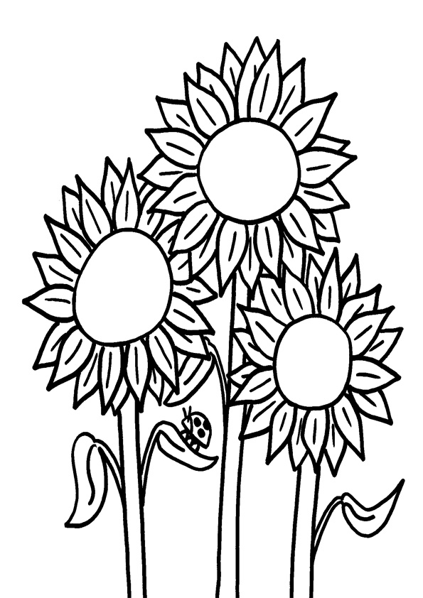 Coloring Pages | Multiple Sunflowers Coloring Pages