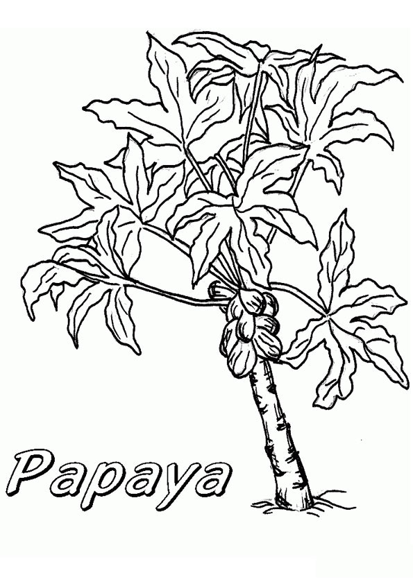 Papaya Plant Coloring Page coloring page