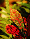 Crotons