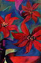 Poinsettias