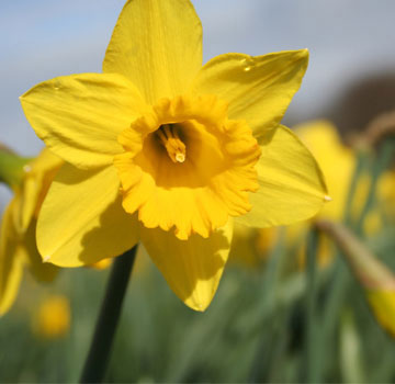 Daffodils India Paing