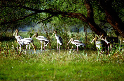 Bharatpur Bird Sanctuary