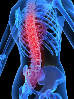 Changes in the Skeletal System (Osteoporosis)