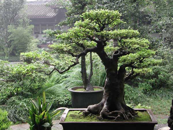 Grow your own Bonsai Tree - India Parenting