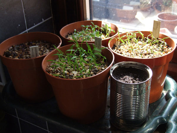 A Kitchen Garden in Pots