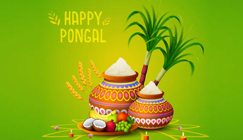 pongal festival