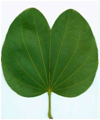 Exchanging Apta (Bauhinia) Leaves with Friends and Family Members