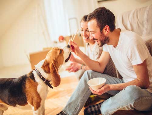 Feed Animals Together