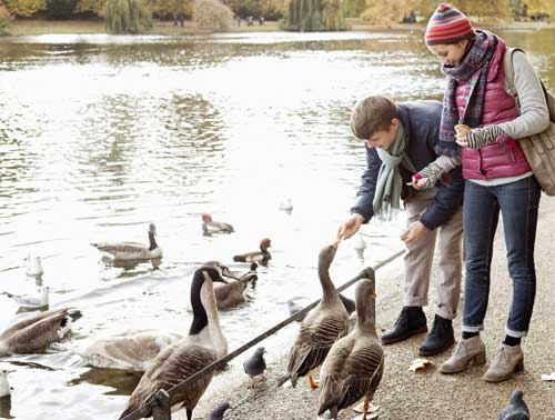 Feed Birds Together