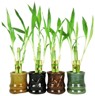 Plants Diwali Gift
