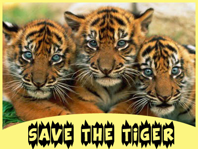 Teach Kids to Save the Tiger