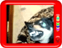 Angry dog - funny