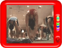 Bikram yoga