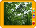 Papaya Farm