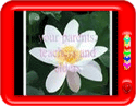 Reiki principles