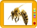 Home Remedies For Bee Sting