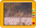 Jim Corbett National Park